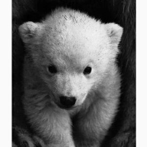 Meet your Posher, Terri